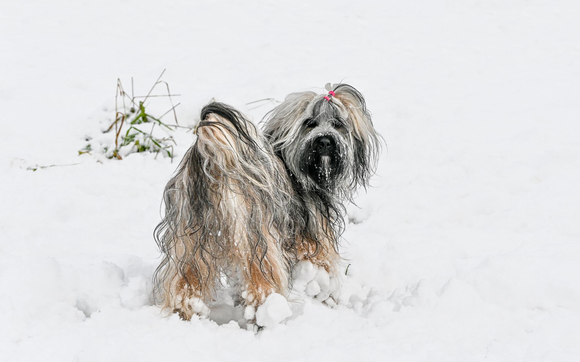 Pies rasy Lhasa Apso bawi się w zimowym śniegu Pies rasy Lhasa Apso bawi się w zimowym śniegu